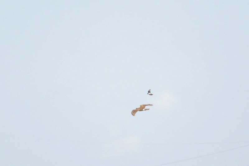 Northern Harrier - Julie Tremblay (Pointe-Claire)