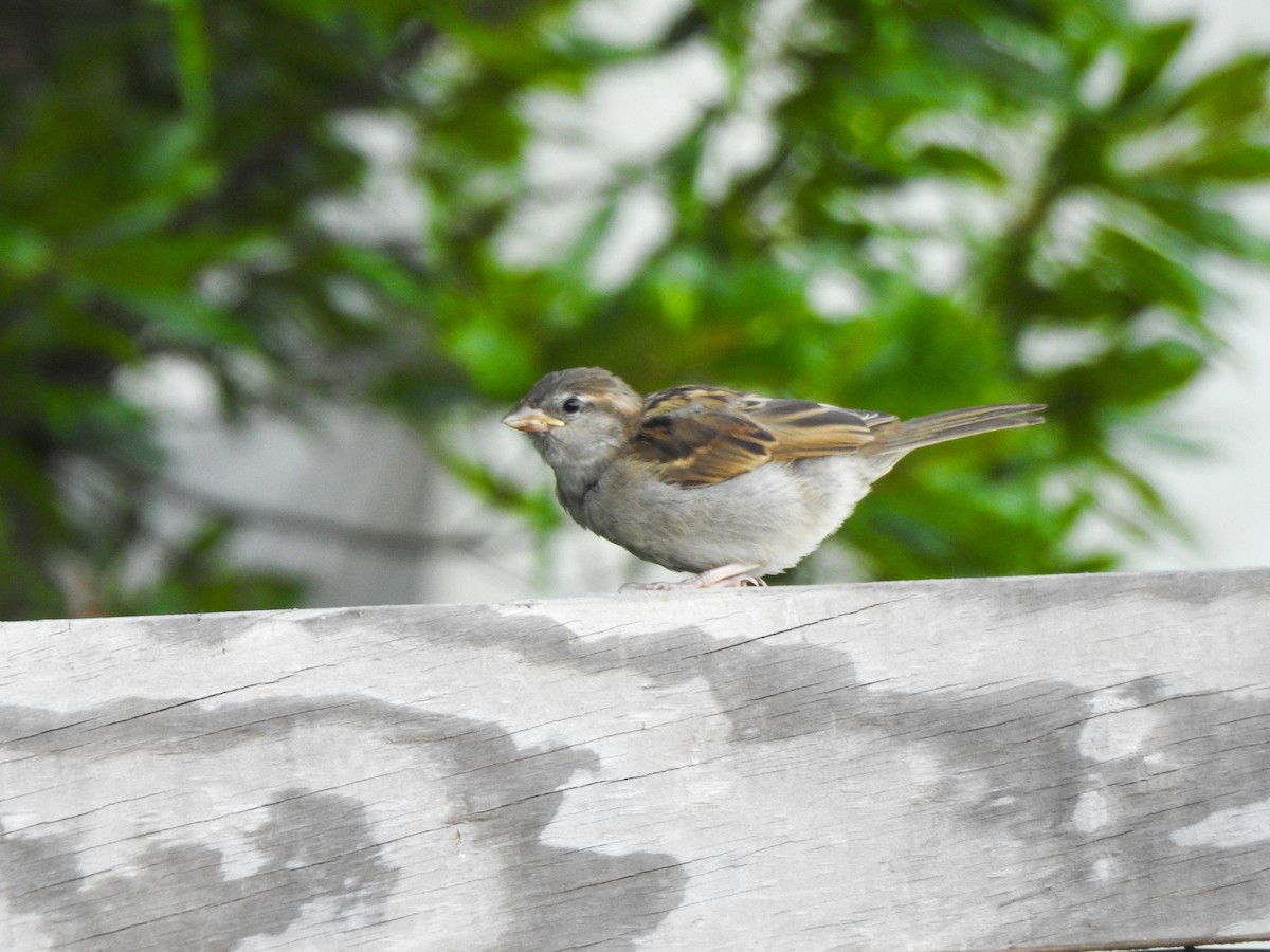 House Sparrow - ML467778631