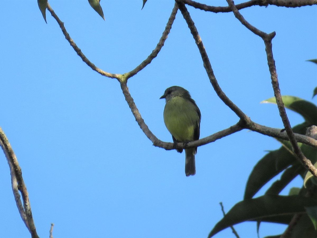 Yellow-crowned Tyrannulet - ML467781201