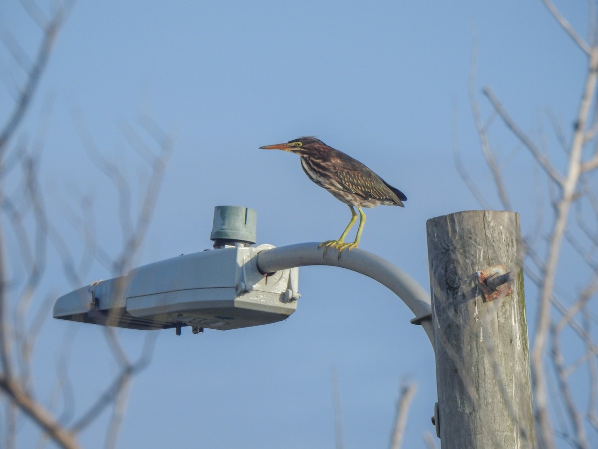 Green Heron - ML467781421