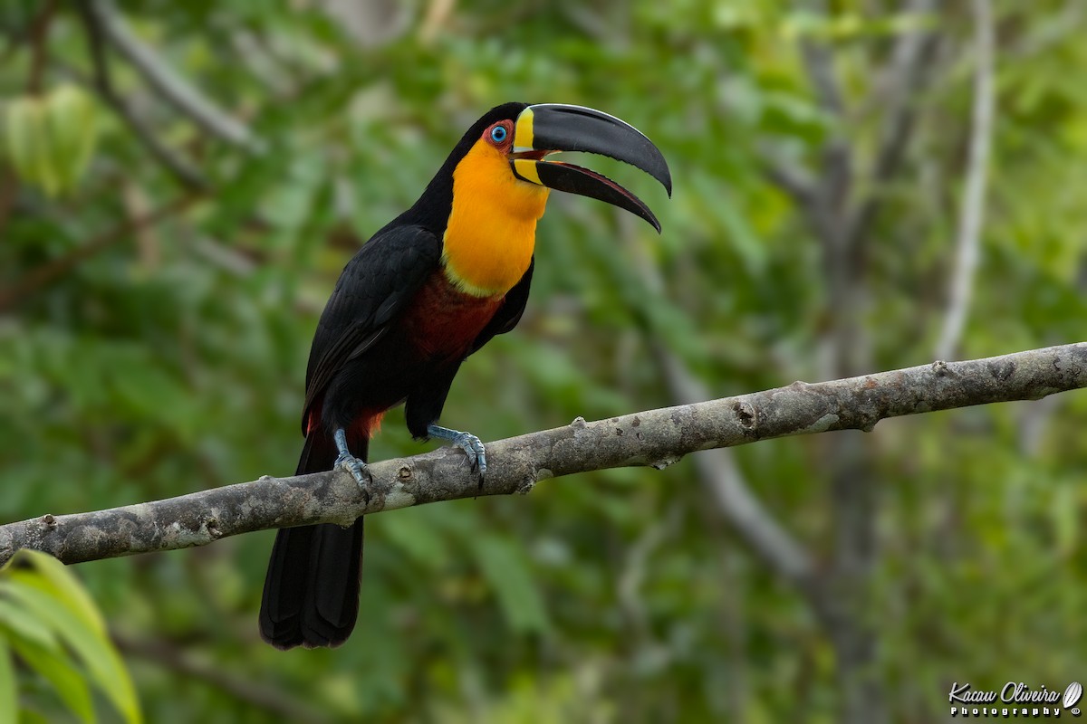 Channel-billed Toucan - Kacau Oliveira