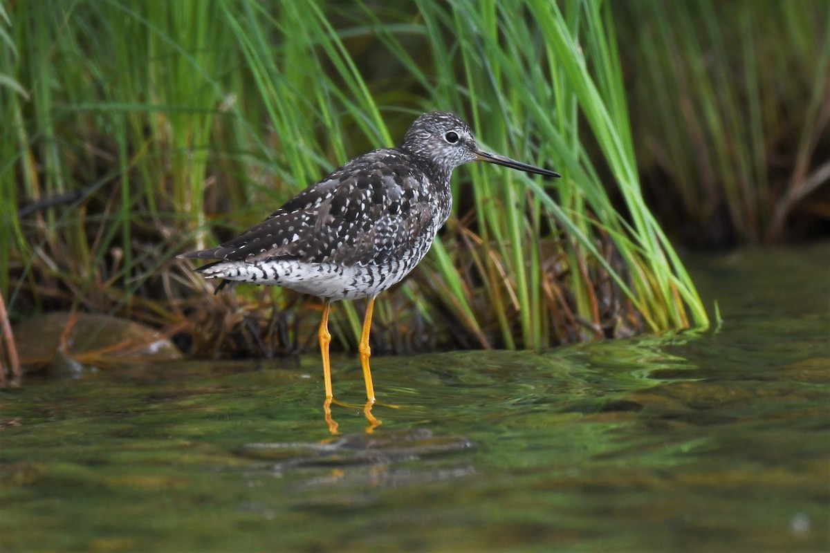 Greater Yellowlegs - ML467784471