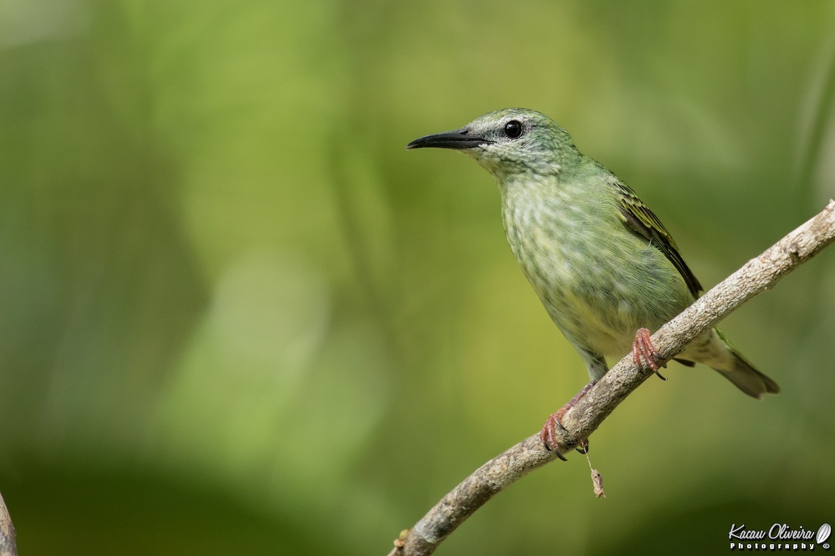 Red-legged Honeycreeper - Kacau Oliveira