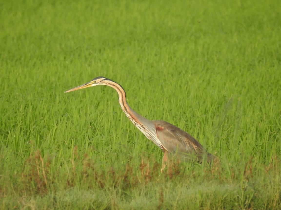 Purple Heron - Jose Vicente Navarro San Andrés