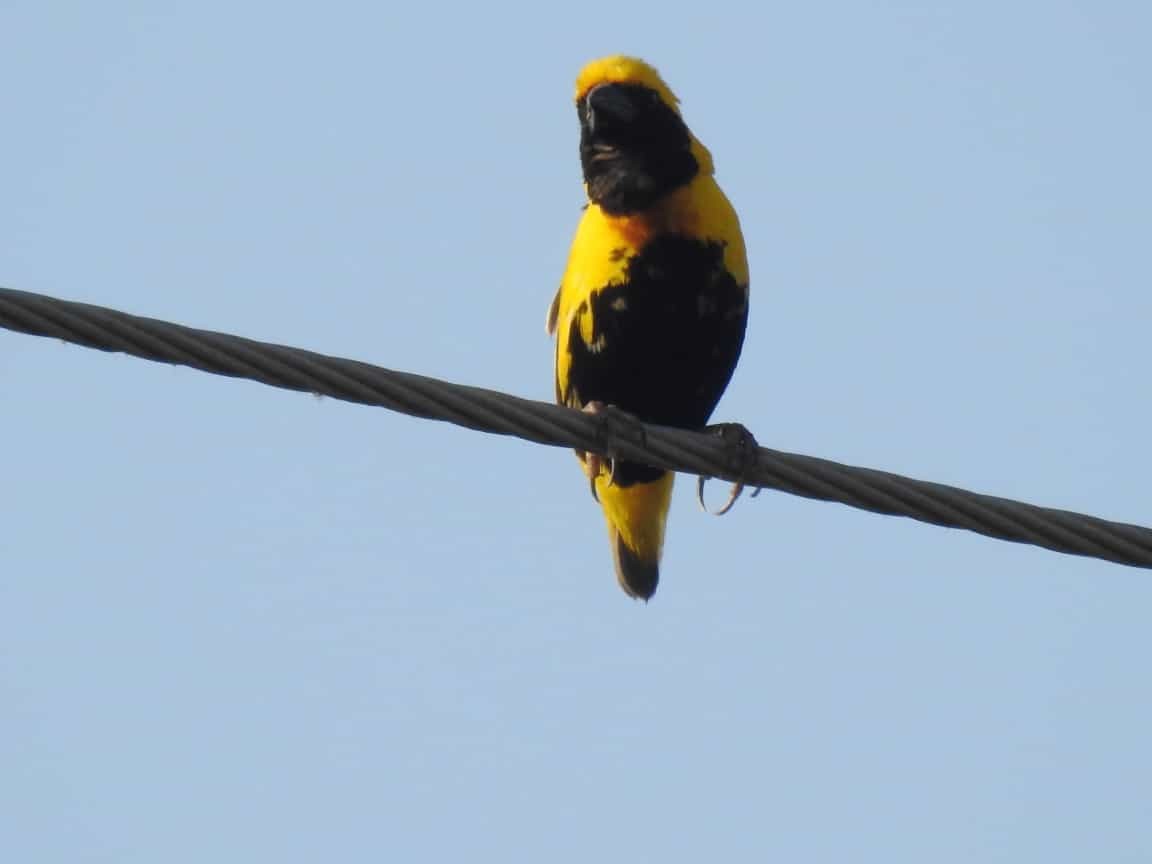 snovač africký - ML467786671