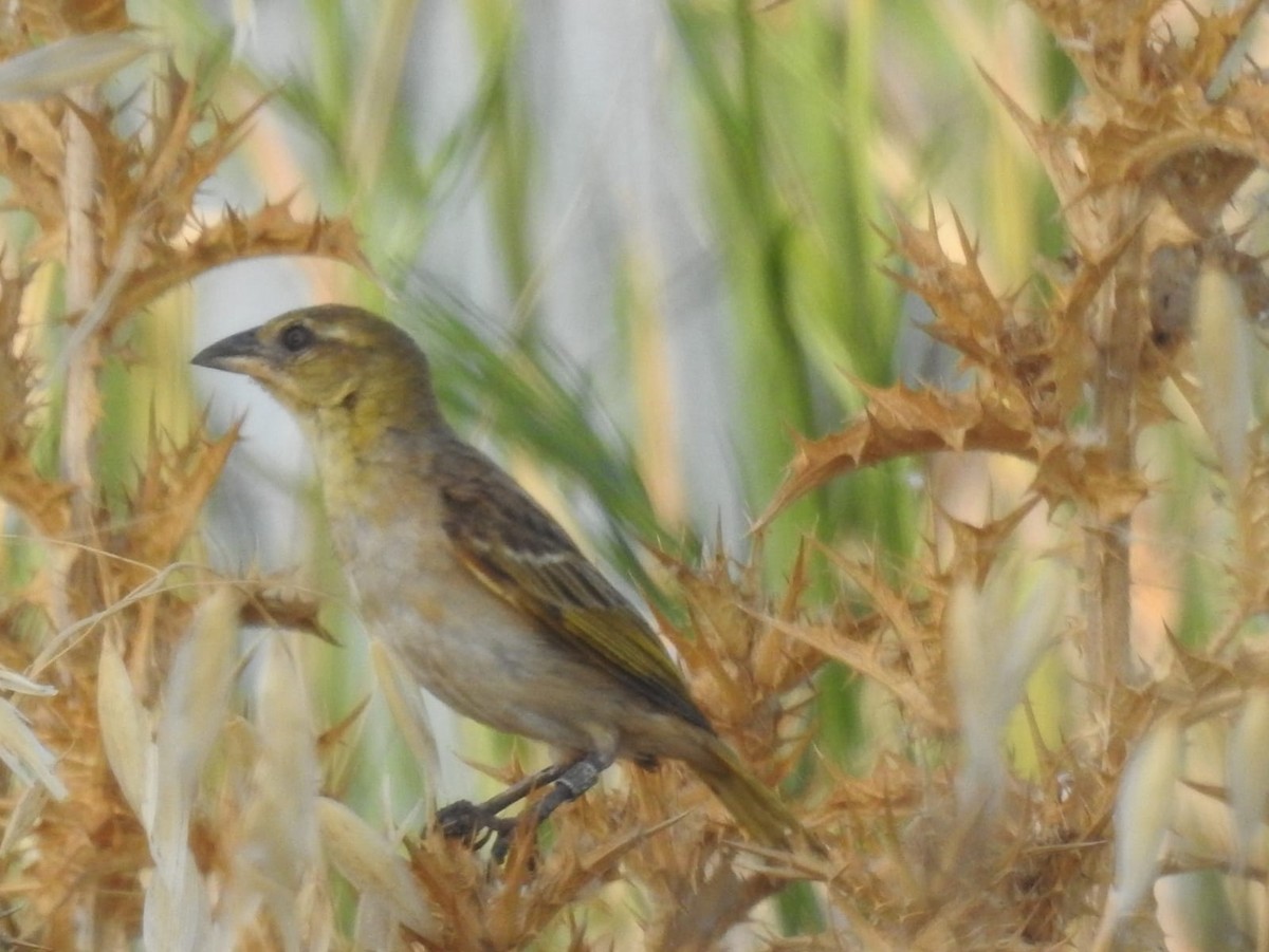 Black-headed Weaver - Jose Vicente Navarro San Andrés