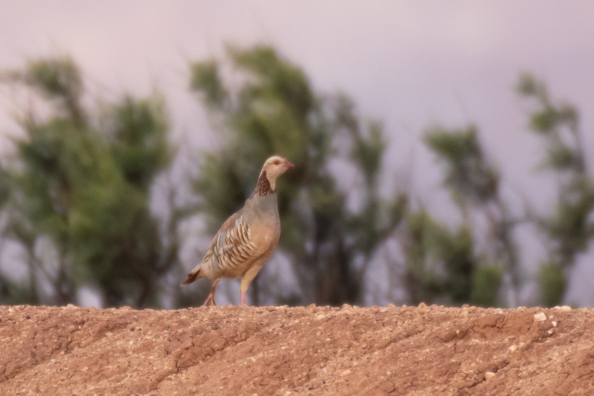 Barbary Partridge - Filip Reiter