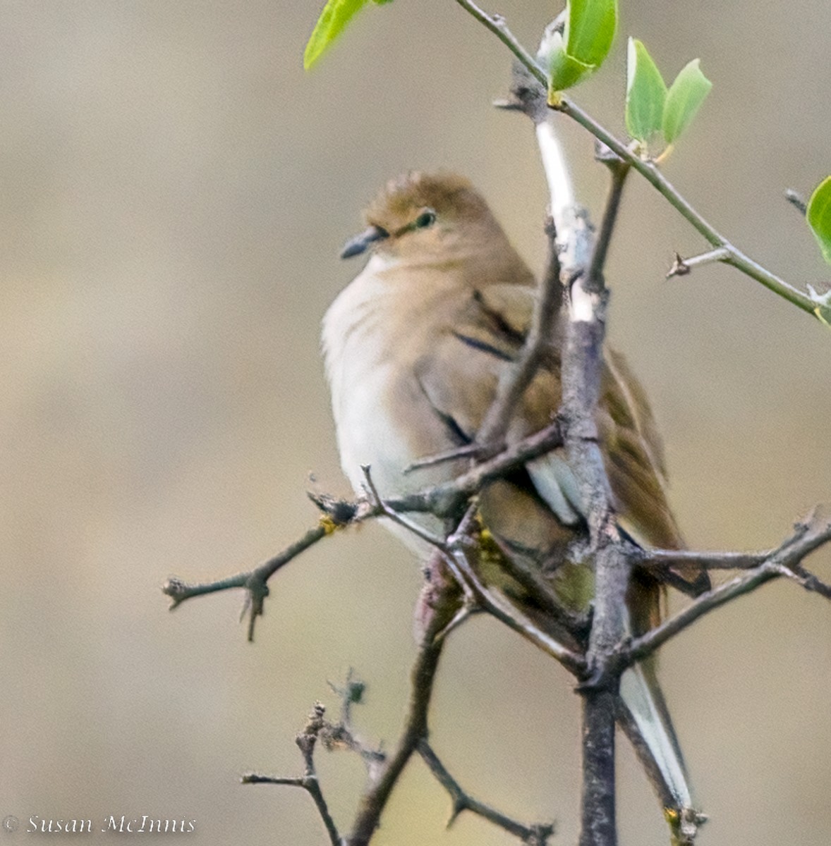 Picui Ground Dove - ML467787231