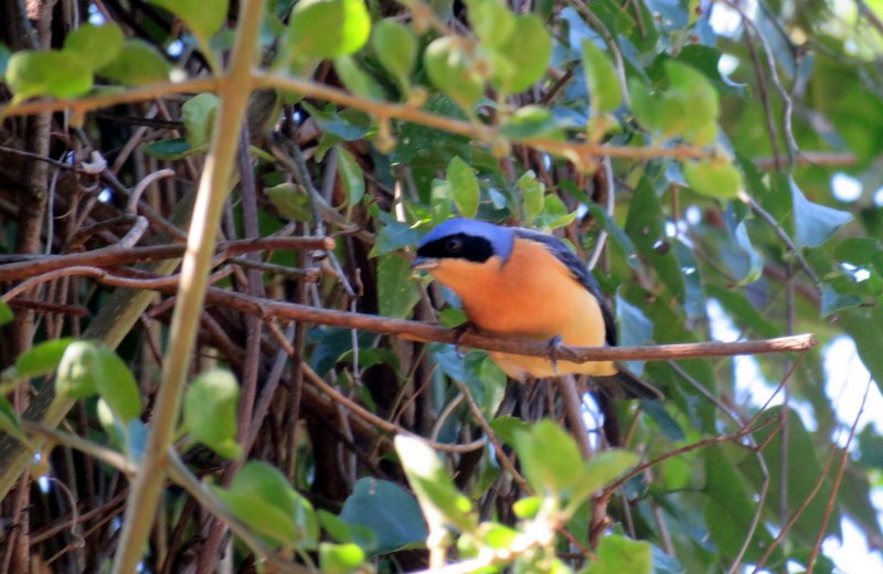 Fawn-breasted Tanager - Juan Muñoz de Toro