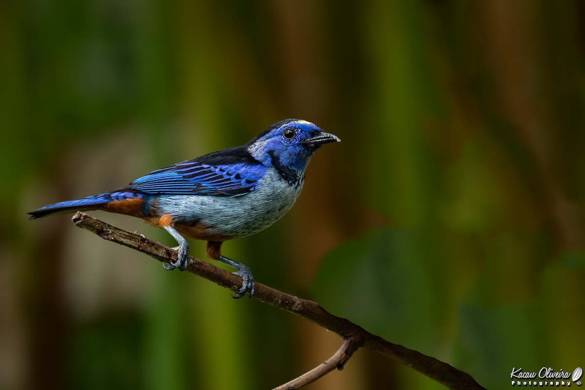 Opal-rumped Tanager - Kacau Oliveira