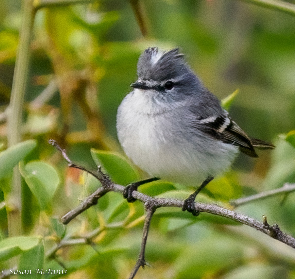 White-crested Tyrannulet (White-bellied) - ML467789001