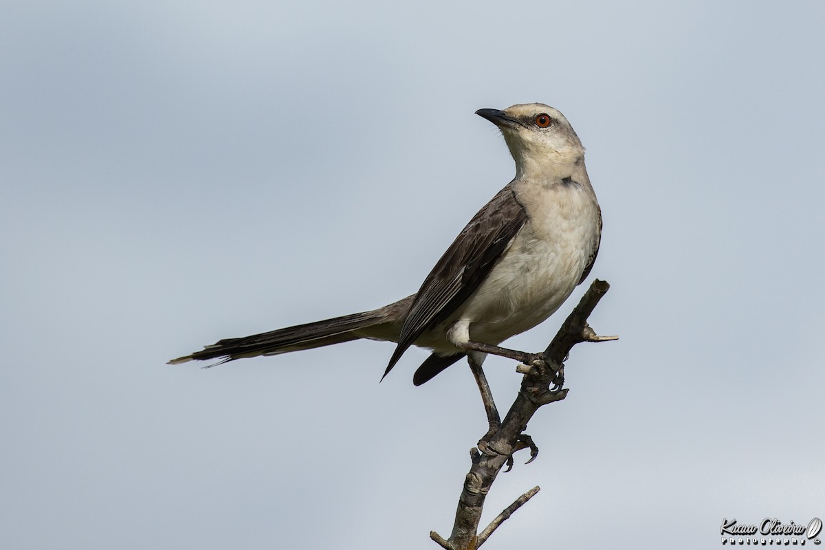 Tropical Mockingbird - ML46779001