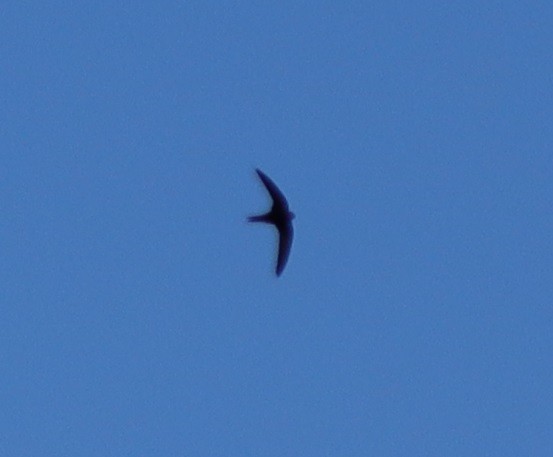 Common Swift - Molly Jacobson