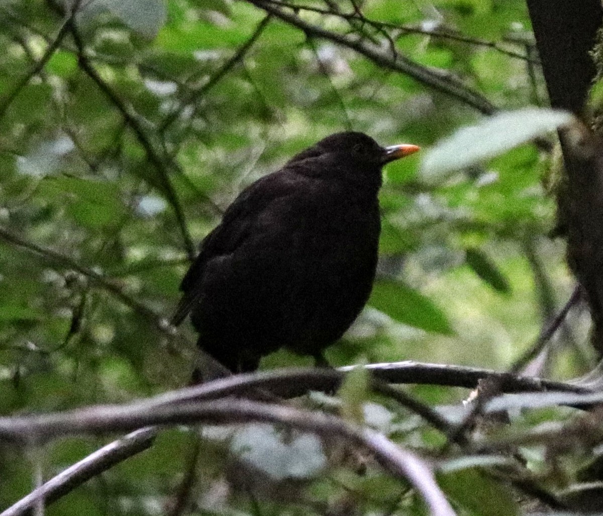 Eurasian Blackbird - ML467790671