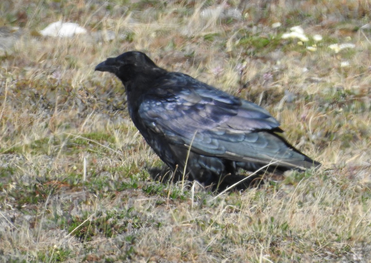 Common Raven - ML467791231