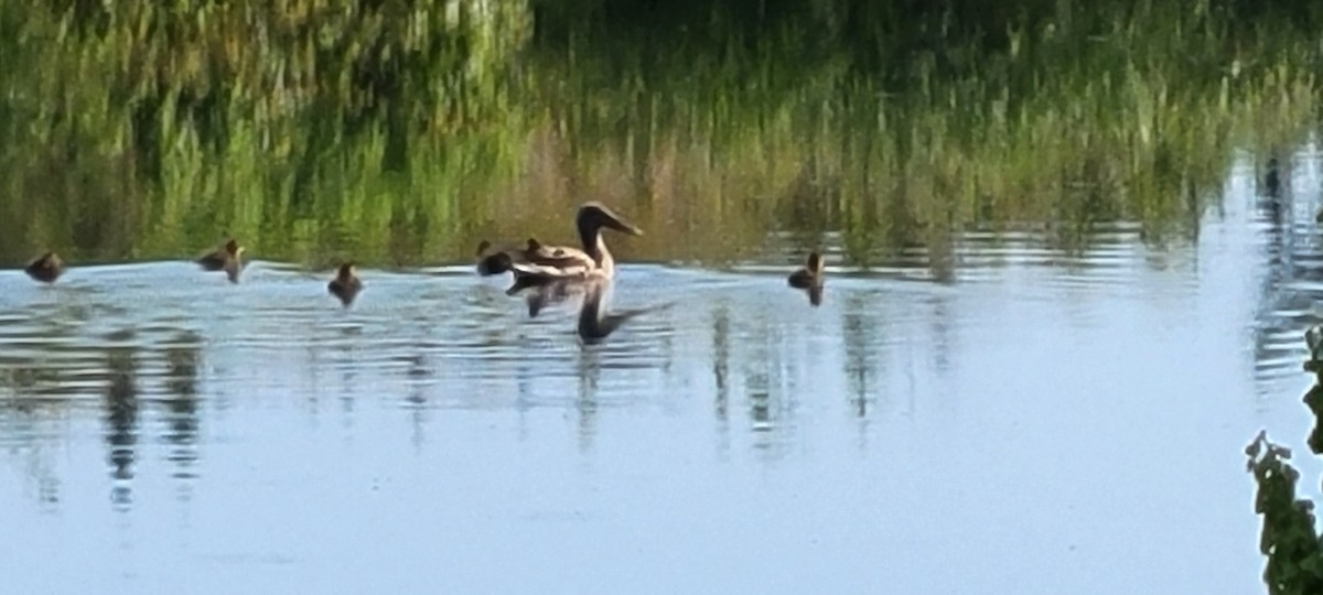 Northern Shoveler - ML467792371