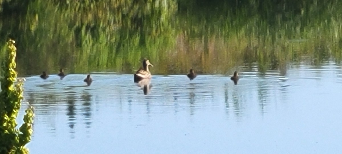 Northern Shoveler - ML467792381