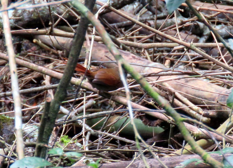 Gray-bellied Spinetail - Juan Muñoz de Toro