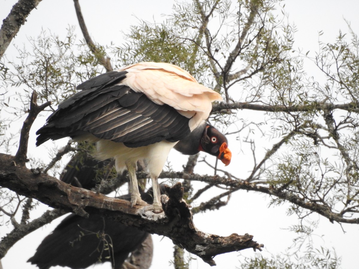 King Vulture - ML467792571