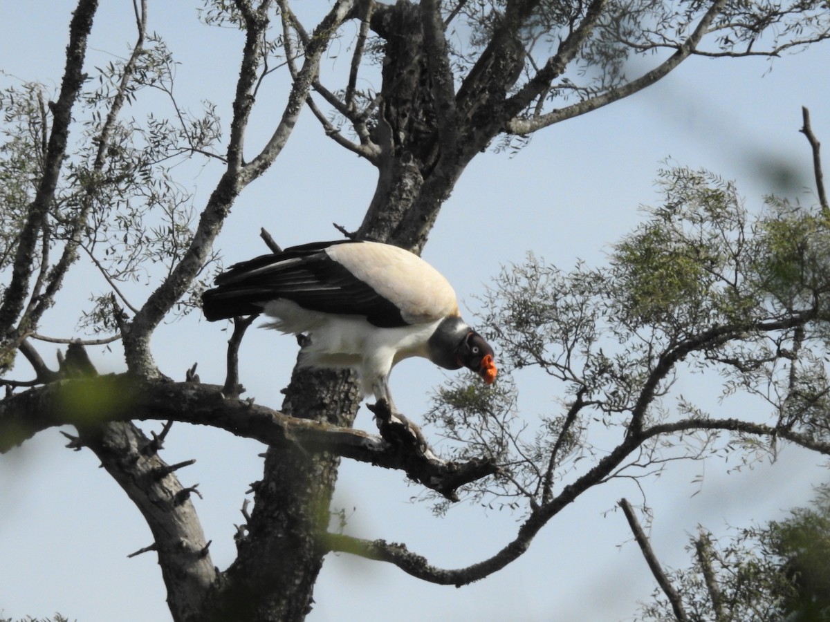 King Vulture - ML467792591