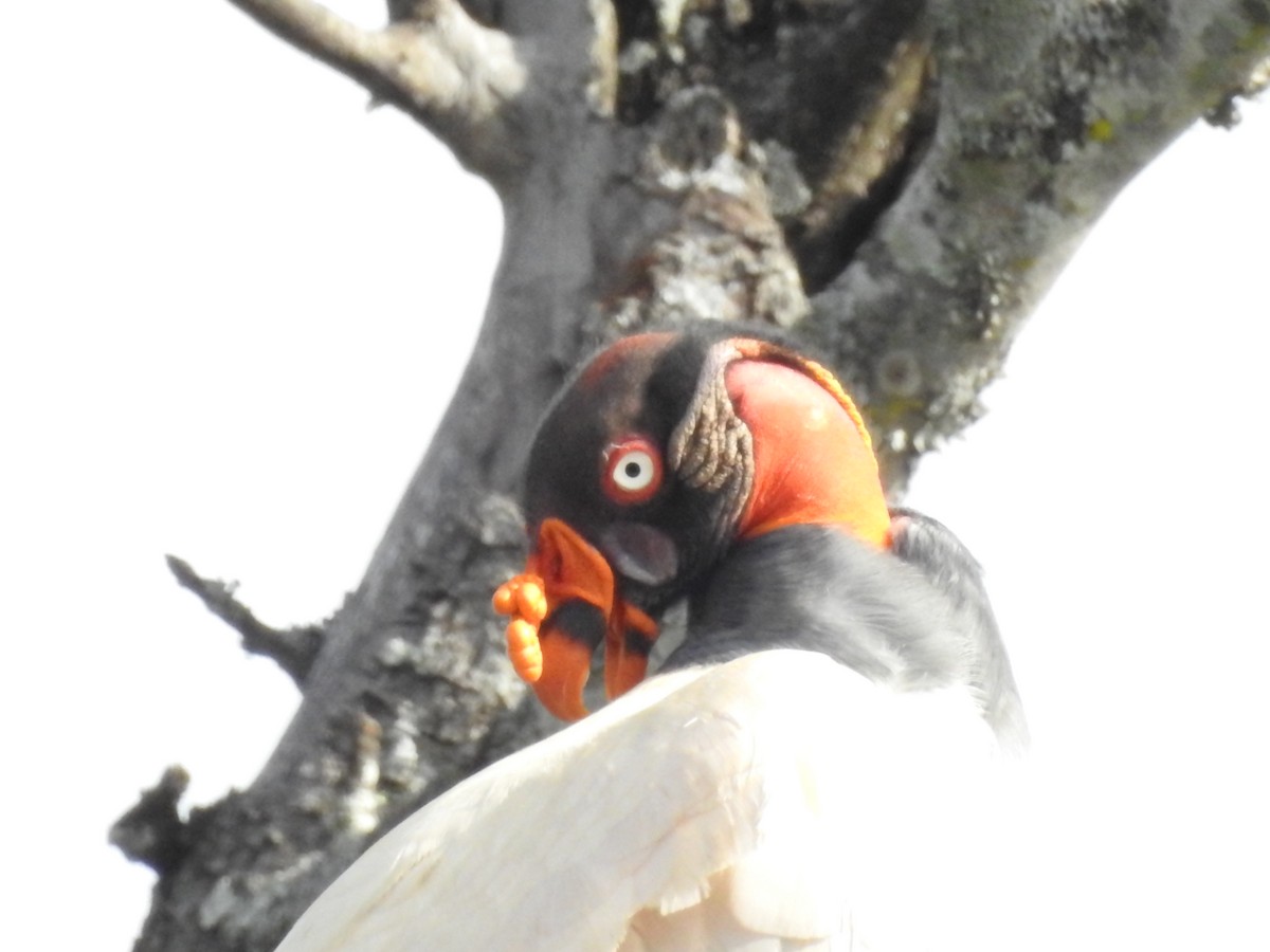 King Vulture - ML467792631