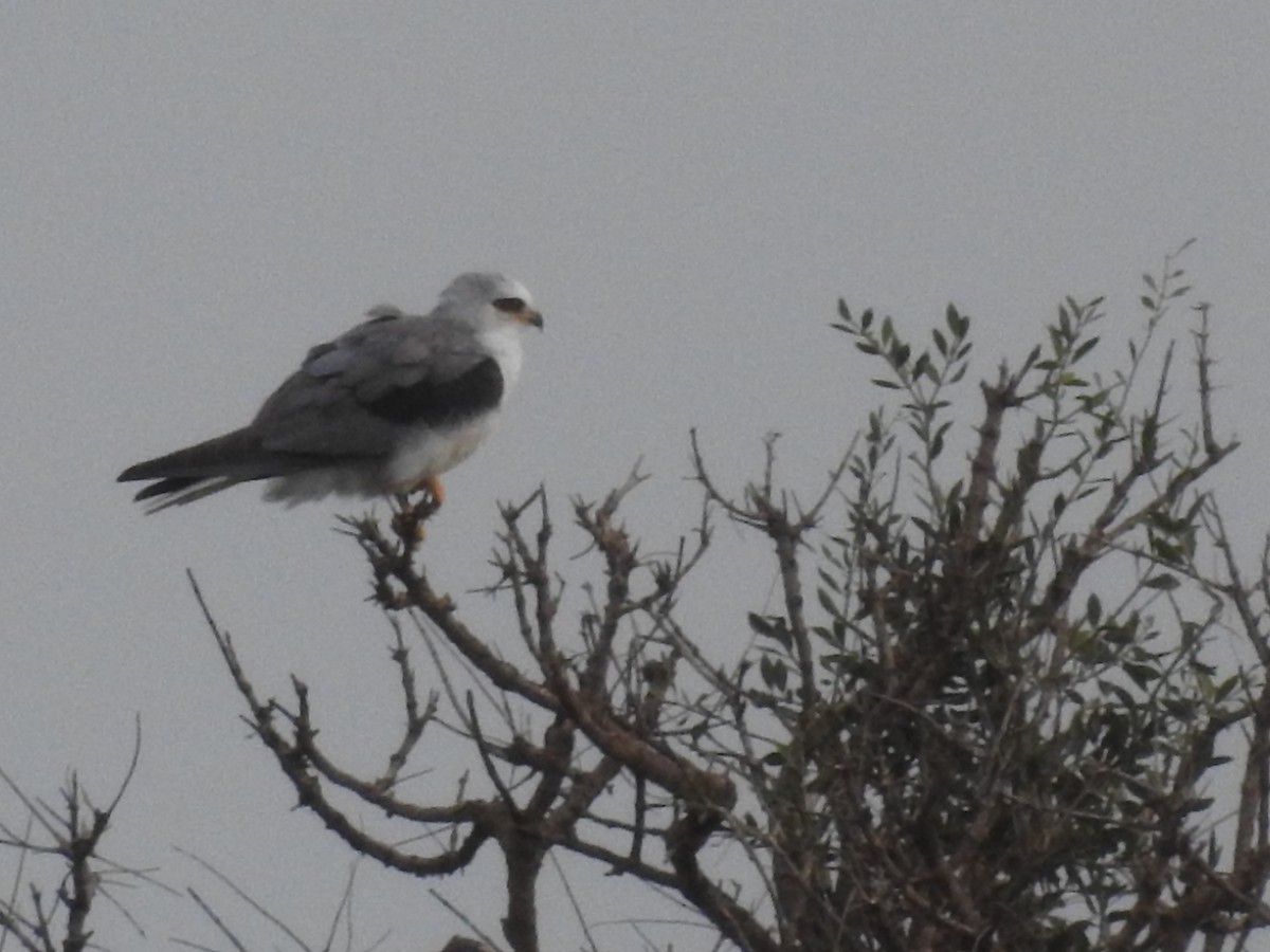 White-tailed Kite - ML467792791