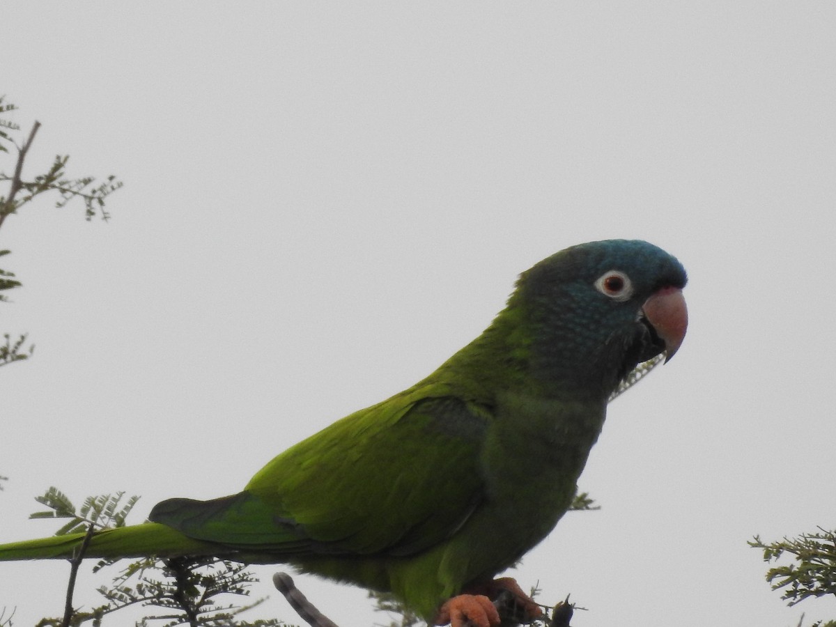 Aratinga buru-urdina - ML467792891