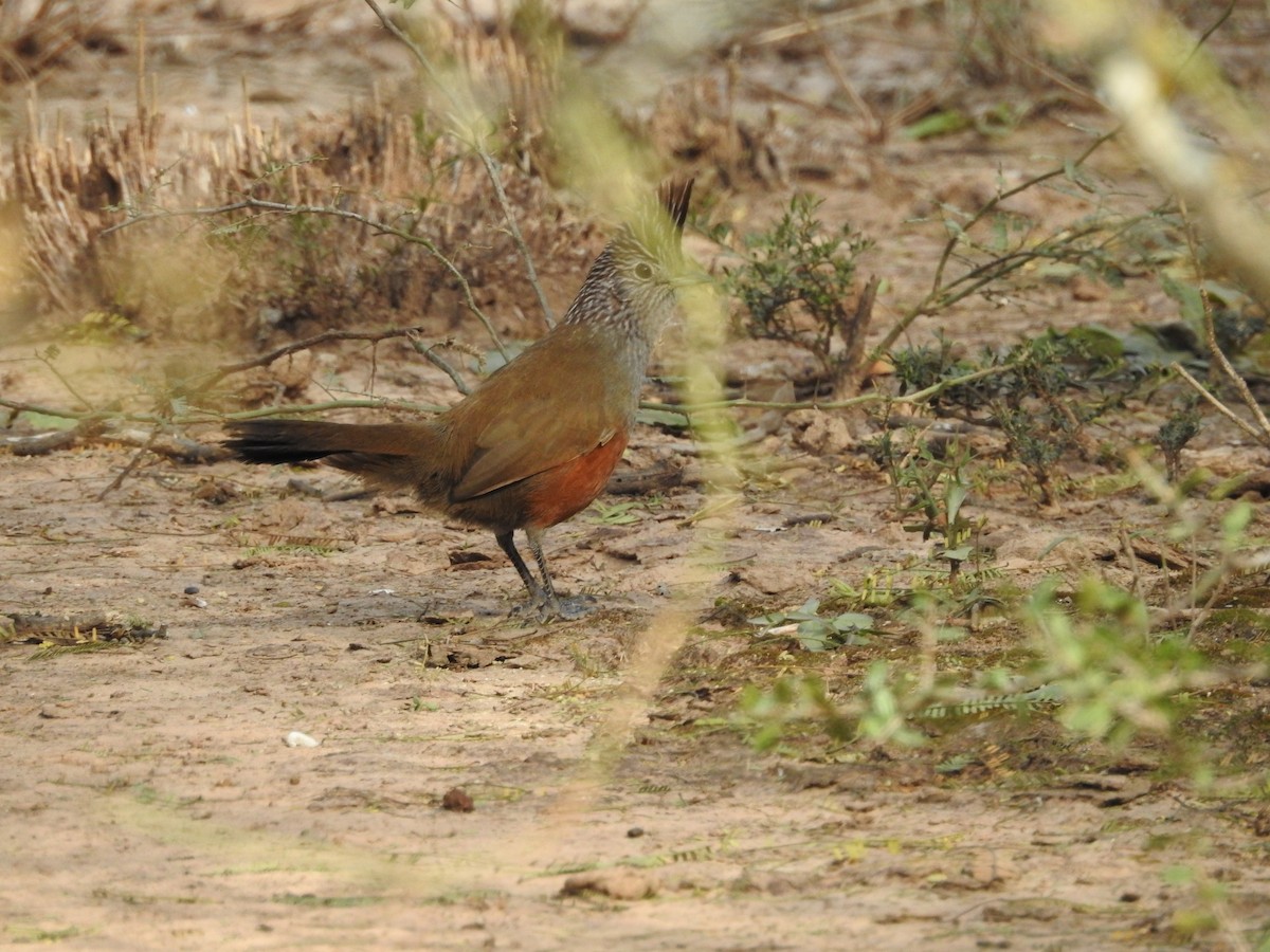 Crested Gallito - ML467793001