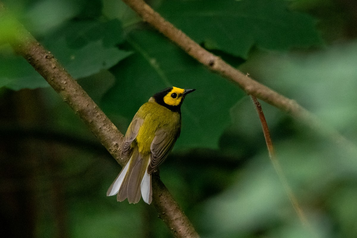 Hooded Warbler - Ian Campbell