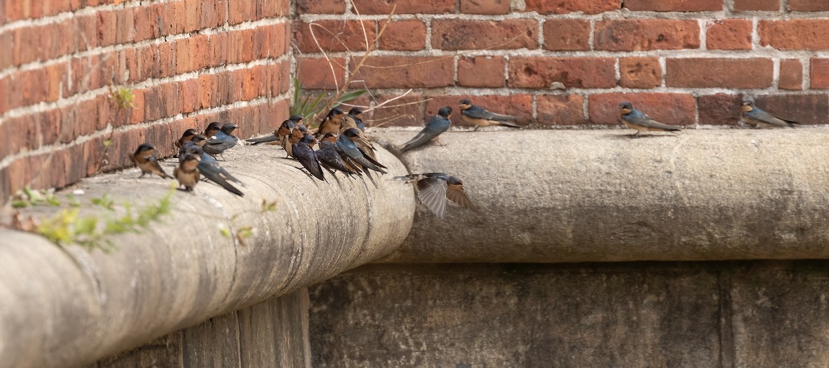 Barn Swallow - ML467793901