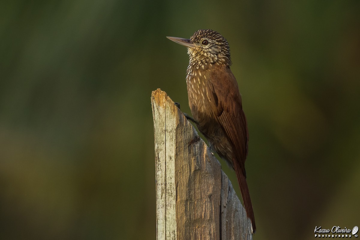 Straight-billed Woodcreeper - Kacau Oliveira