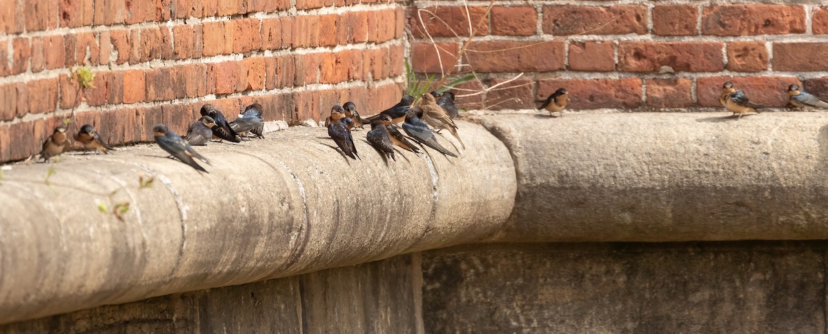 Barn Swallow - ML467793911