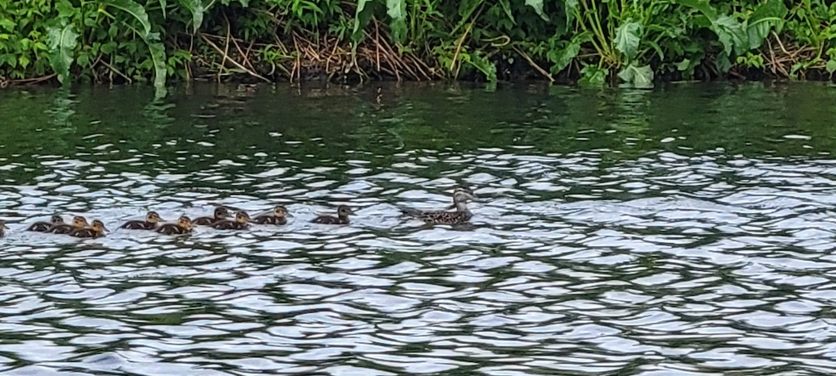 Blue-winged Teal - ML467794271