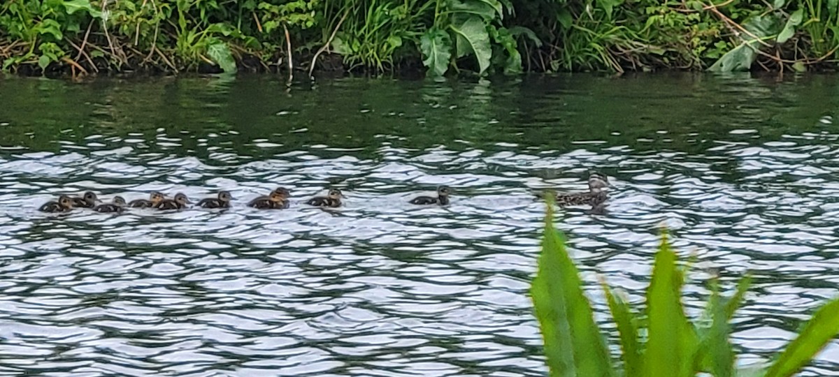 Blue-winged Teal - ML467794281