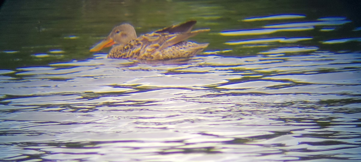 Northern Shoveler - ML467794501