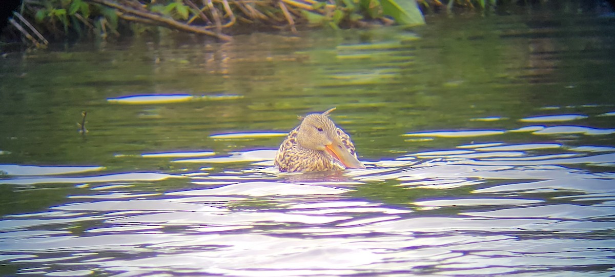Northern Shoveler - ML467794511