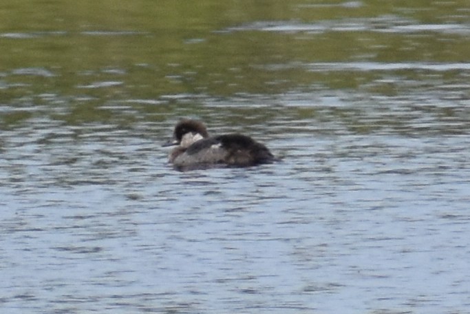 Black Scoter - ML467794891