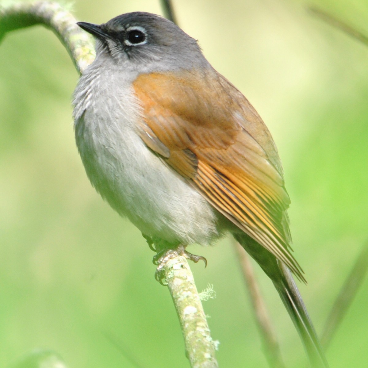 Brown-backed Solitaire - Karlo Antonio Soto Huerta