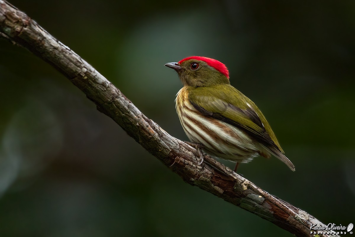 Kinglet Manakin - ML46779581