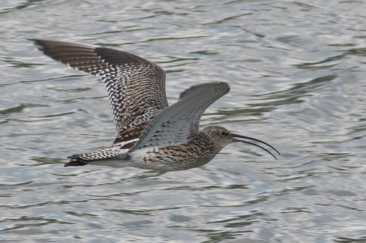 Eurasian Curlew - Daniel Field