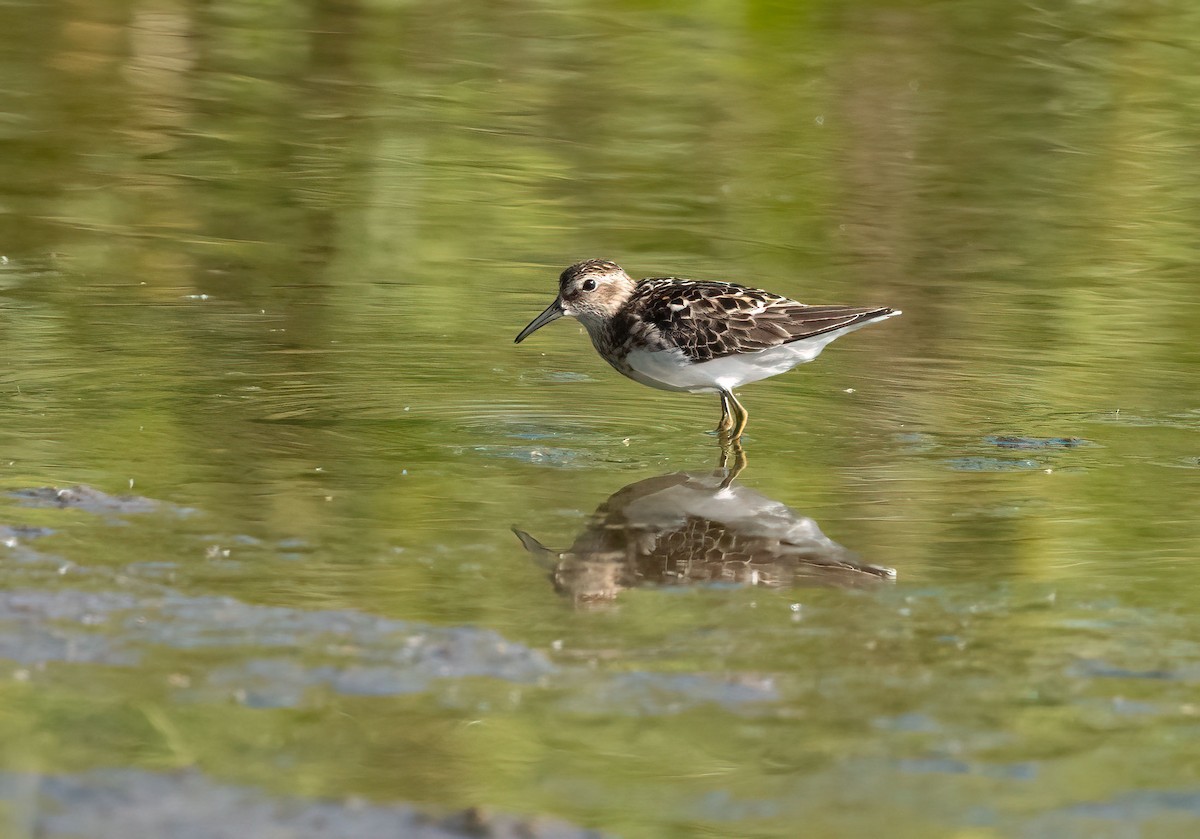 Least Sandpiper - ML467798461