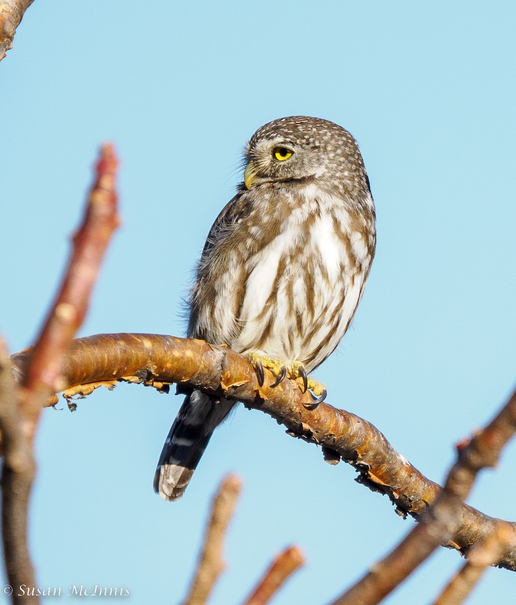 Ferruginous Pygmy-Owl - Susan Mac