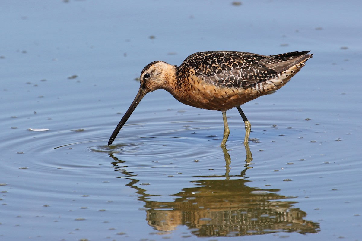 Short-billed Dowitcher - ML467799771