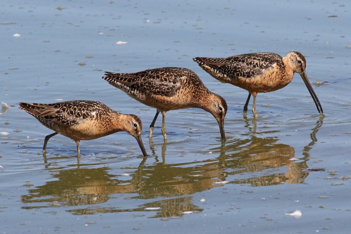 Short-billed Dowitcher - ML467799891