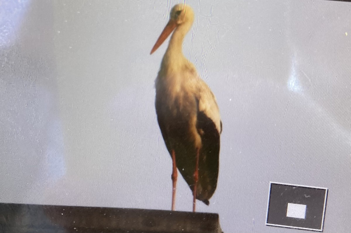 White Stork - ML467799971