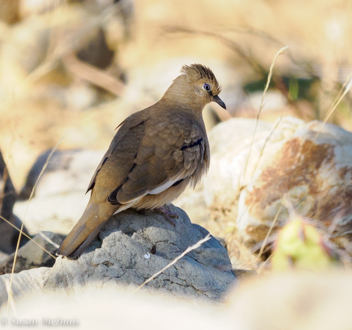 White-tipped Dove - ML467800791