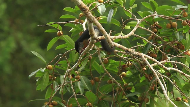 Prevost's squirrel - ML467802