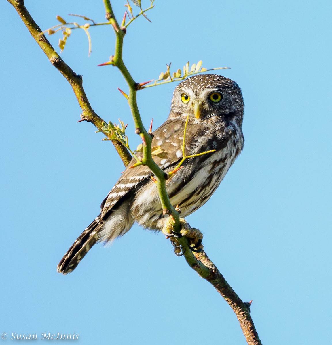 Ferruginous Pygmy-Owl - Susan Mac