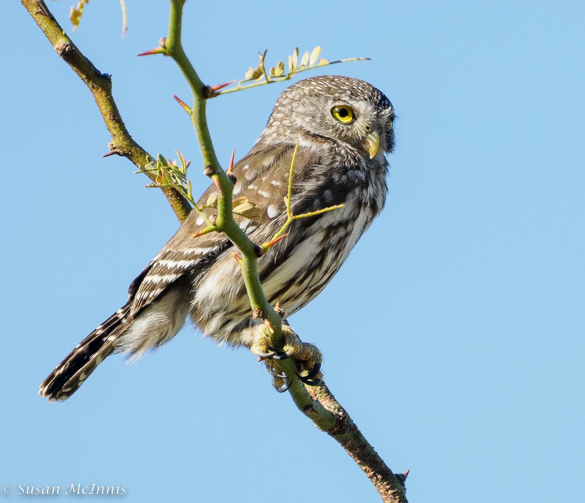 Ferruginous Pygmy-Owl - ML467803281