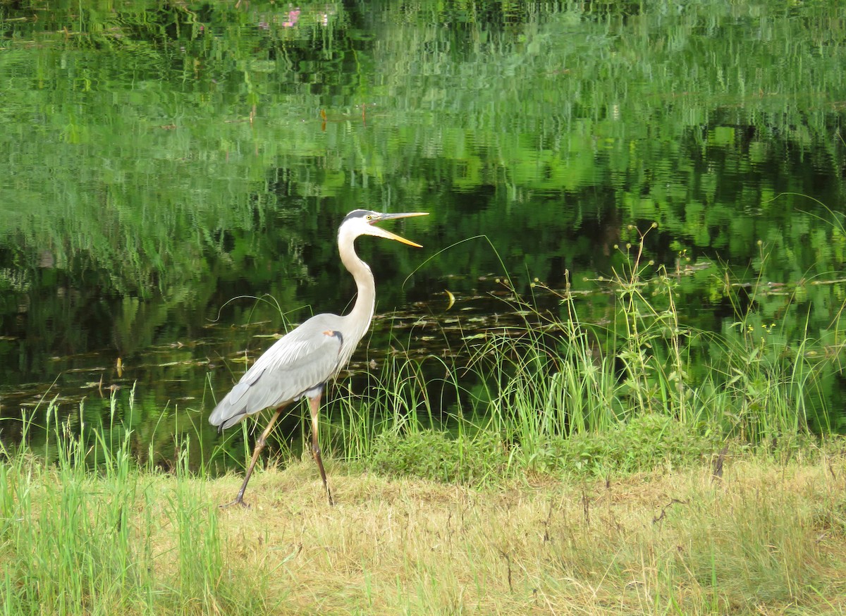 Garza Azulada - ML467803951